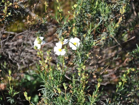 HALIMIUM umbellatum - Héliathème en ombelle