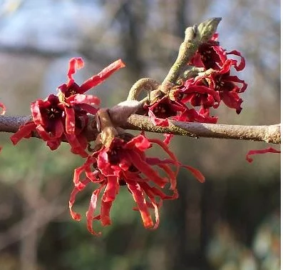 HAMAMELIS intermedia 'Diane' - Noisetier de sorcière 'Diane'