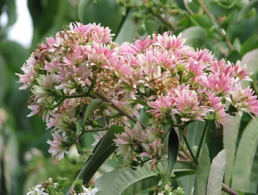 HEPTACODIUM miconioides - Arbre à miel