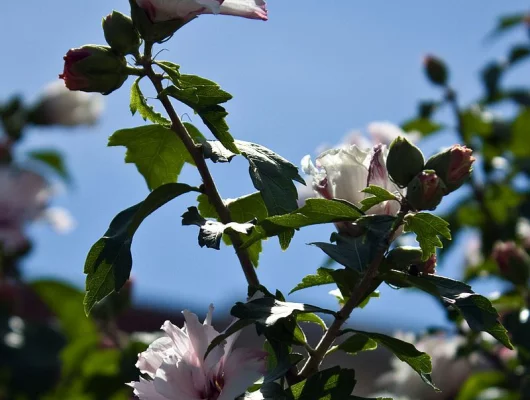 HIBISCUS syriacus 'Lady Stanley' - Althea, Mauve en arbre