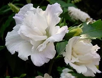 HIBISCUS syriacus 'Admiral Dewey' - Hibiscus