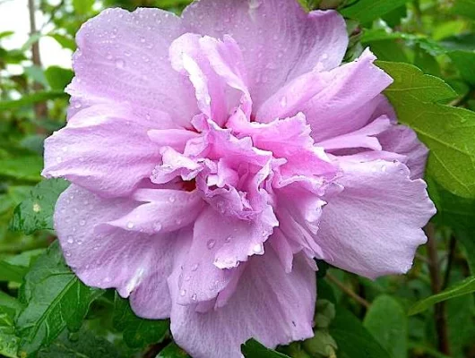 HIBISCUS syriacus 'Ardens' - Althea, Mauve en arbre