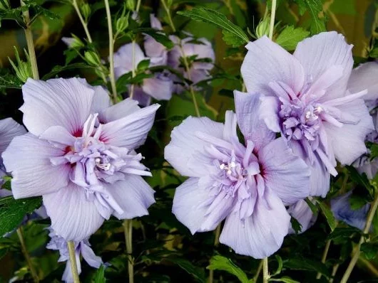 HIBISCUS syriacus 'Blue Chiffon' - Althea hibiscus bleu