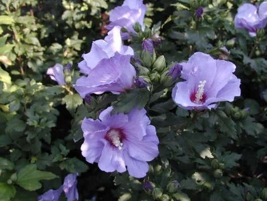 HIBISCUS syriacus 'Marina' - Althea hibiscus, Mauve en arbre