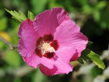 HIBISCUS syriacus 'Pink Giant'® Flogi - Althea hibiscus, Mauve en arbre
