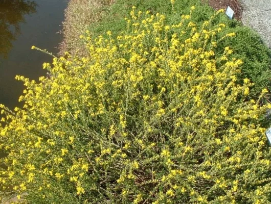 GENISTA pilosa 'Goldilocks' - Genêt duveteux, genêt des sables'Goldilocks'