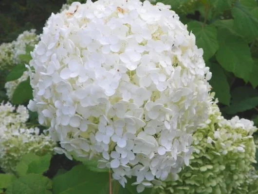 HYDRANGEA arborescens 'Grandiflora' - Hortensia de Virginie