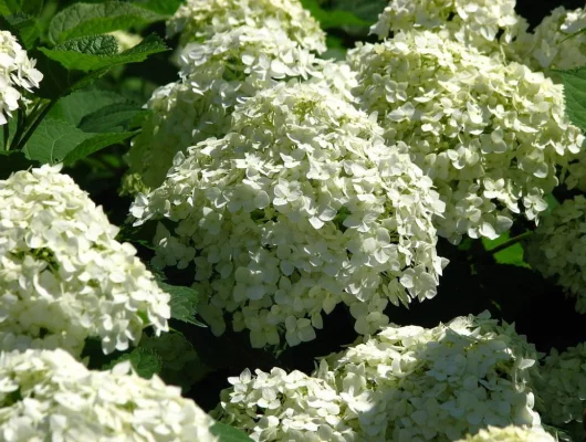 HYDRANGEA arborescens 'Incrediball'® - Hortensia boule blanc