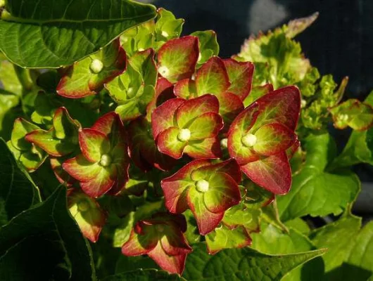 HYDRANGEA macrophylla 'Green Shadow'® - Hortensia