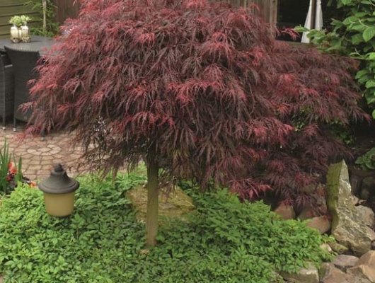 Érable du Japon 'Inaba-shidare' - Acer palmatum 'Inaba-shidare', érable japonais