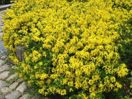 GENISTA pilosa 'Vancouver Gold' - Genêt poilu