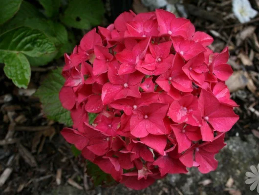 HYDRANGEA macrophylla 'Alpenglühen' - Hortensia