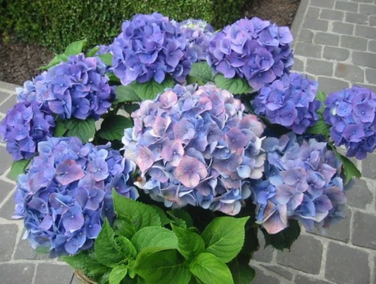 HYDRANGEA macrophylla 'Blauer Zwerg' - Hortensia