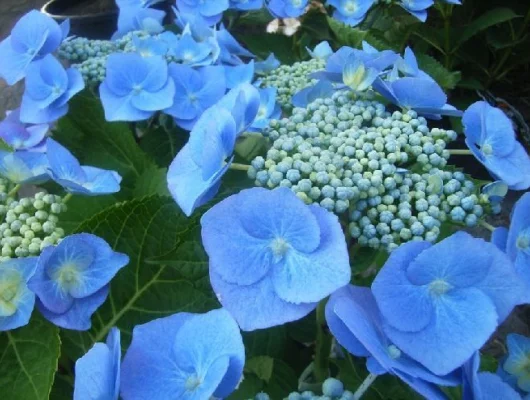 HYDRANGEA macrophylla 'Blaumeise' - Hortenia