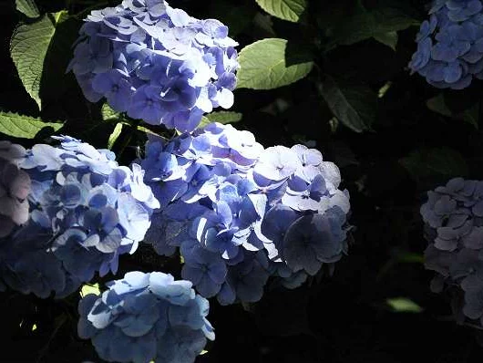 HYDRANGEA macrophylla 'Bodensee' - Hortensia