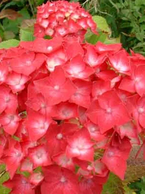 HYDRANGEA macrophylla 'Deutschland' - Hortensia