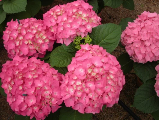 HYDRANGEA macrophylla 'Freudenstein' - Hortensia