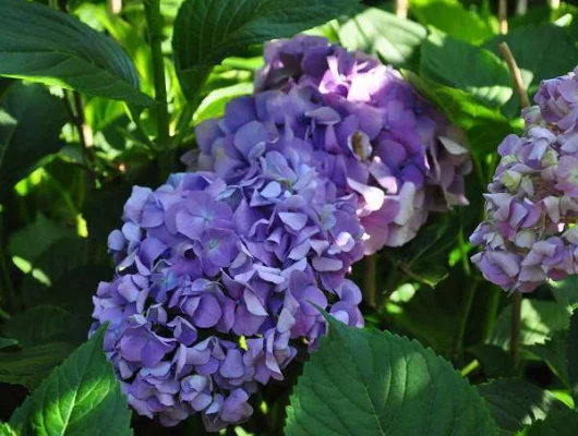 HYDRANGEA macrophylla 'Gertrude Glahn' - Hortensia