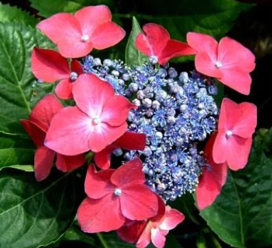 HYDRANGEA macrophylla 'Kardinal' - Hortensia