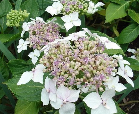 HYDRANGEA macrophylla 'Lanarth White' - Hortensia