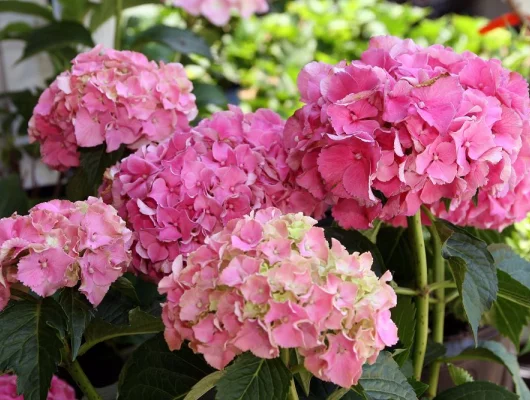 HYDRANGEA macrophylla 'Masja' - Hortensia