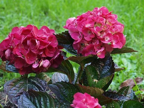 HYDRANGEA macrophylla 'Merveille Sanguine' - Hortensia