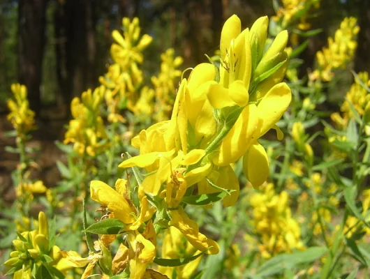 GENISTA tinctoria 'Royal Gold' - Genêt des teinturiers