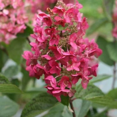 HYDRANGEA paniculata 'Mega Mindy'® - Hortensia paniculé