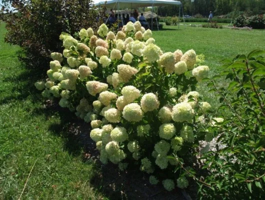 HYDRANGEA paniculata 'Little Lime'® - Hortensia paniculé nain