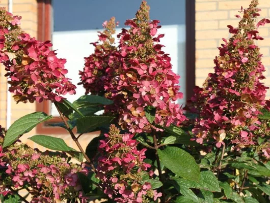 HYDRANGEA paniculata 'Wim's Red'® - Hortensia paniculé