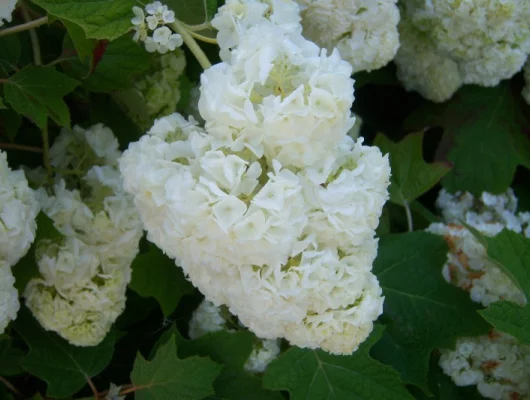 HYDRANGEA quercifolia 'Harmony' - Hortensia à feuilles de chêne