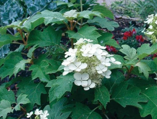 HYDRANGEA quercifolia 'Sike's Dwarf' - Hortensia à feuilles de chêne