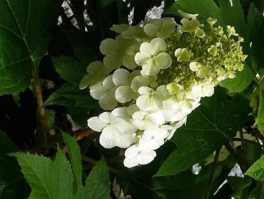 HYDRANGEA quercifolia 'Snow Queen'® - Hortensia à feuilles de chêne