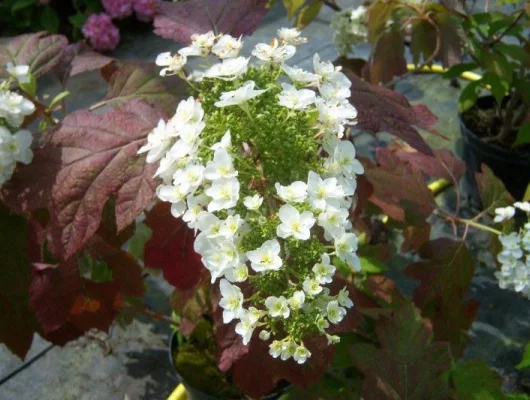 HYDRANGEA quercifolia 'Snowflake' - Hortensia à feuilles de chêne