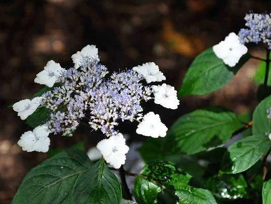 HYDRANGEA serrata 'Intermedia' - Hortensia