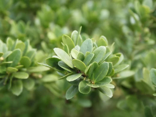 ILEX crenata 'Green Lustre' - Houx crénelé 'Dark Star'