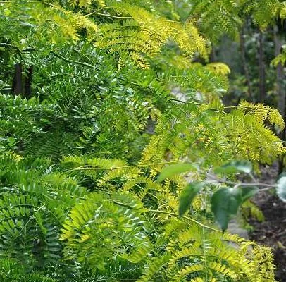 GLEDITSIA triacanthos - Févier d'Amérique sans épines doré 'Sunburst'.