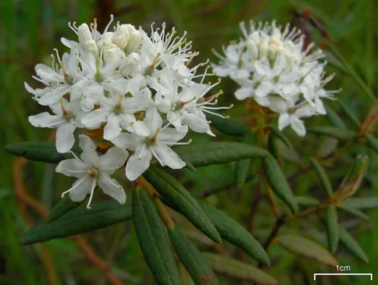 LEDUM groenlandicum 'Helma' - Thé du Labrador