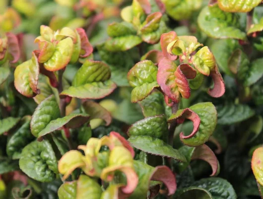 LEUCOTHOE axillaris 'Curly Red'®