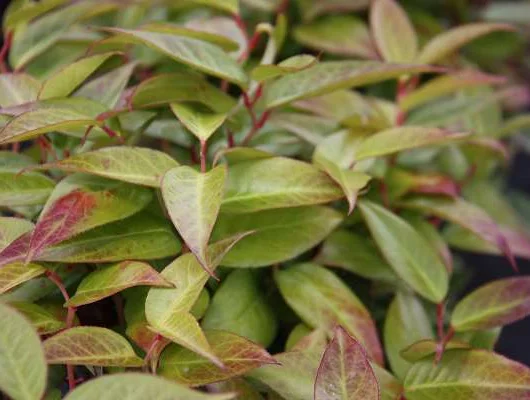 LEUCOTHOE 'Lovita'® - Arbuste nain au feuillage persistant