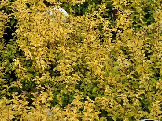 LIGUSTRUM ovalifolium 'Lemon and Lime' - Troène de Californie doré