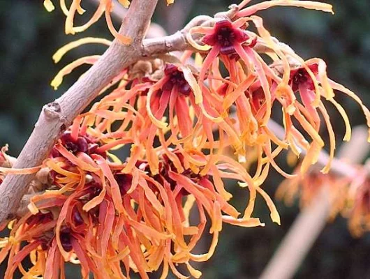 HAMAMELIS intermedia 'Feuerzauber' - Noisetier de sorcière 'Feuerzauber'