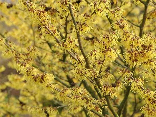 HAMAMELIS intermedia 'Arnold Promise' - Noisetier de sorcière 'Arnold Promise'