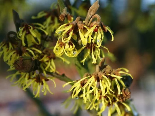 HAMAMELIS intermedia 'Westerstede'