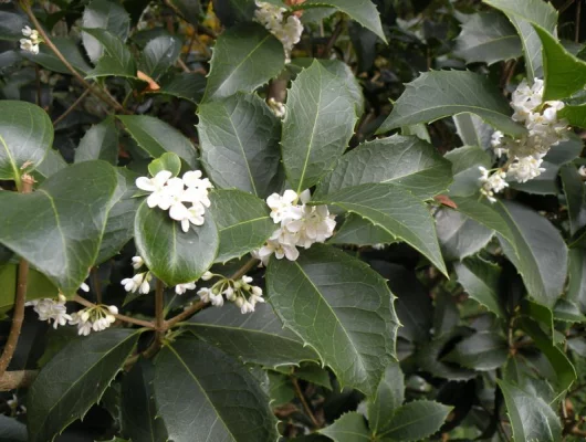 OSMANTHUS fortunei - Osmanthe aquifolium 'Latifolius'