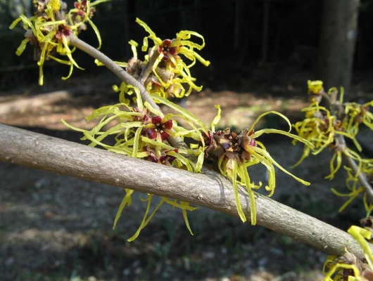 HAMAMELIS mollis 'Pallida'