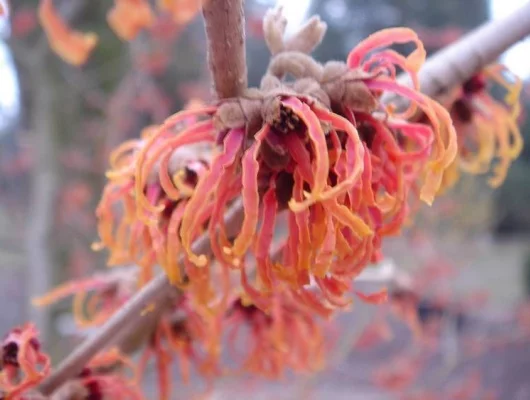 HAMAMELIS intermedia 'Jelena' - Noisetier de sorcière 'Jelena'