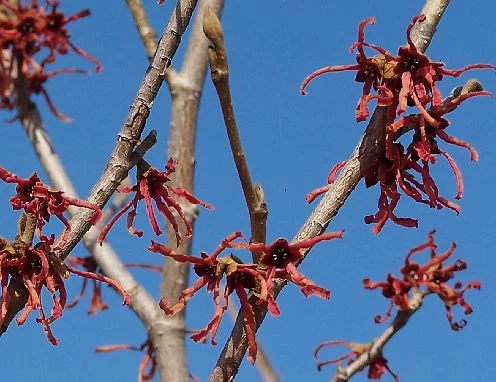 HAMAMELIS intermedia 'Ruby Glow'