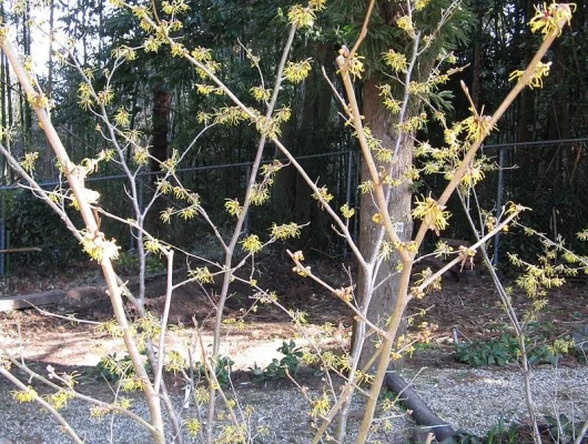 HAMAMELIS mollis 'Primavera' - Hamamelis de Chine, noisetier de sorcière.