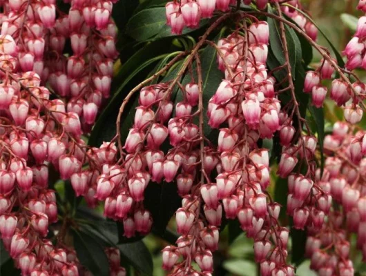 PIERIS japonica 'Passion'® - Andromède du japon naine